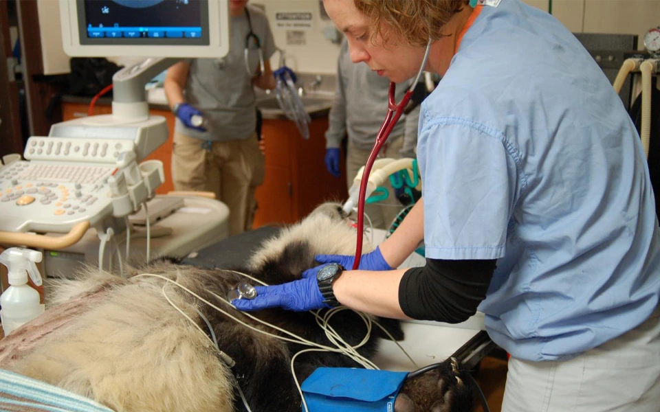 Pet insurance coverage for accidents and illnesses, including emergency treatments.