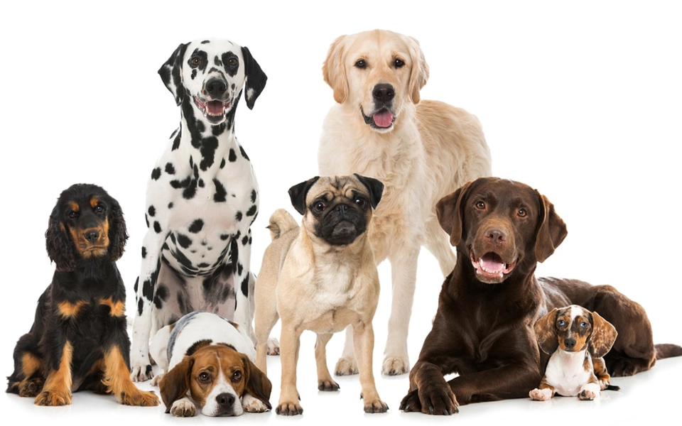 Common genetic health issues in different dog and cat breeds
