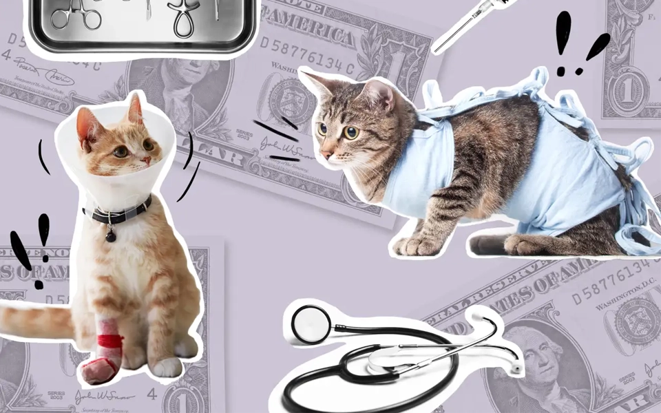 Key features that make a pet insurance plan easy to manage and adapt