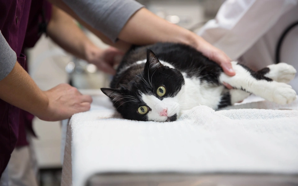 Optional add-ons in pet insurance like travel coverage, liability, and extra benefits.