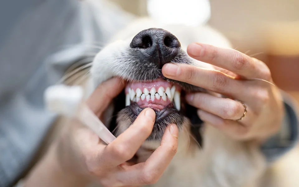 Dental coverage in UAE pet insurance plans, including cleanings and treatments.