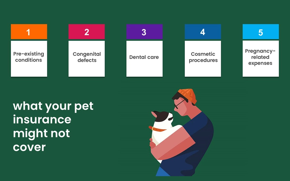 important policy limitations to watch for in uae pet insurance plans