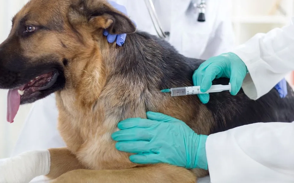 Routine care and vaccination coverage under pet insurance plans.
