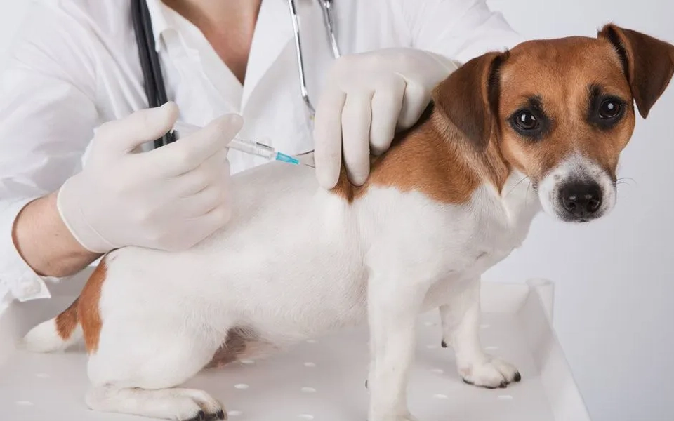 Essential routine care and vaccination schedule for healthy pets