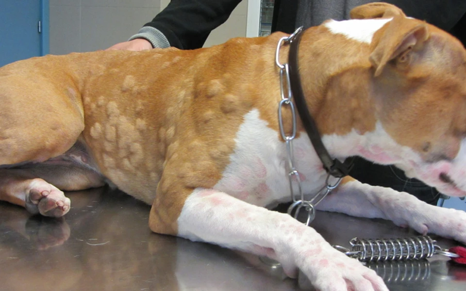 Airborne allergens and irritants affecting pets in Dubai’s summer