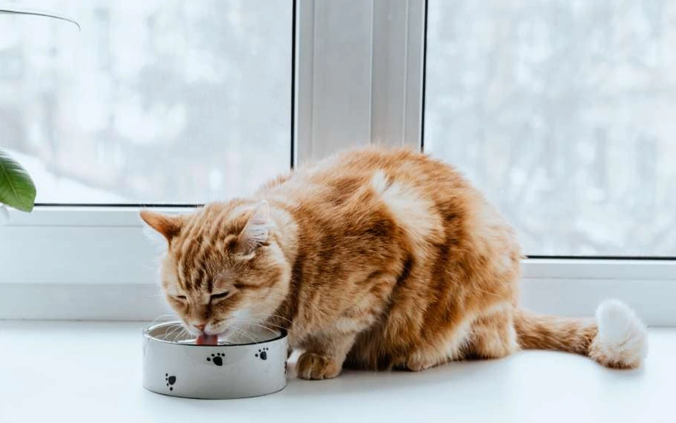 Dehydration and fluid loss in pets during hot Dubai summers