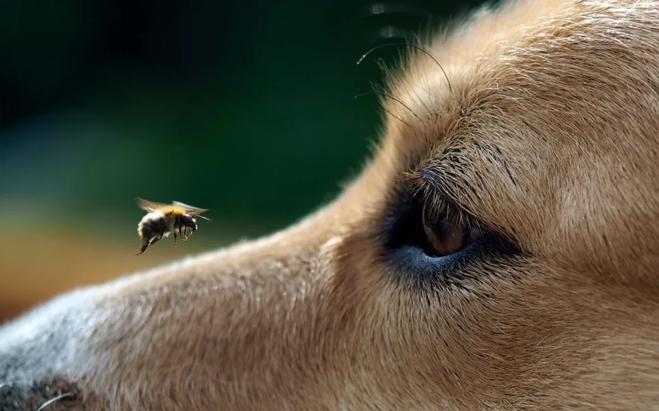 Common summer accidents and hazards for pets in Dubai
