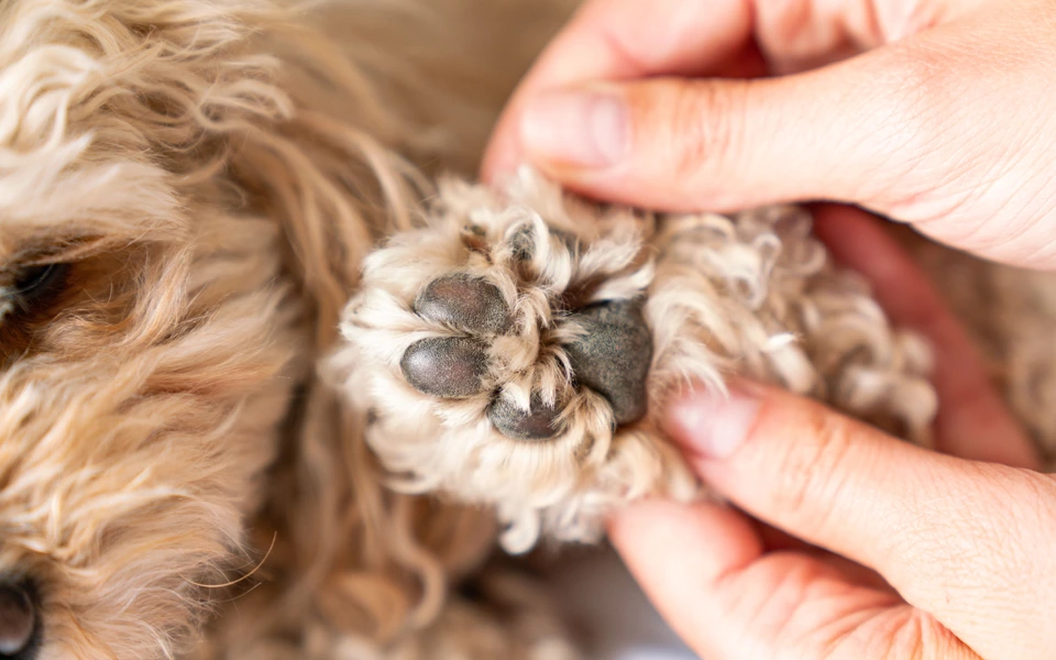 Paw pad burns in pets caused by walking on hot surfaces in Dubai