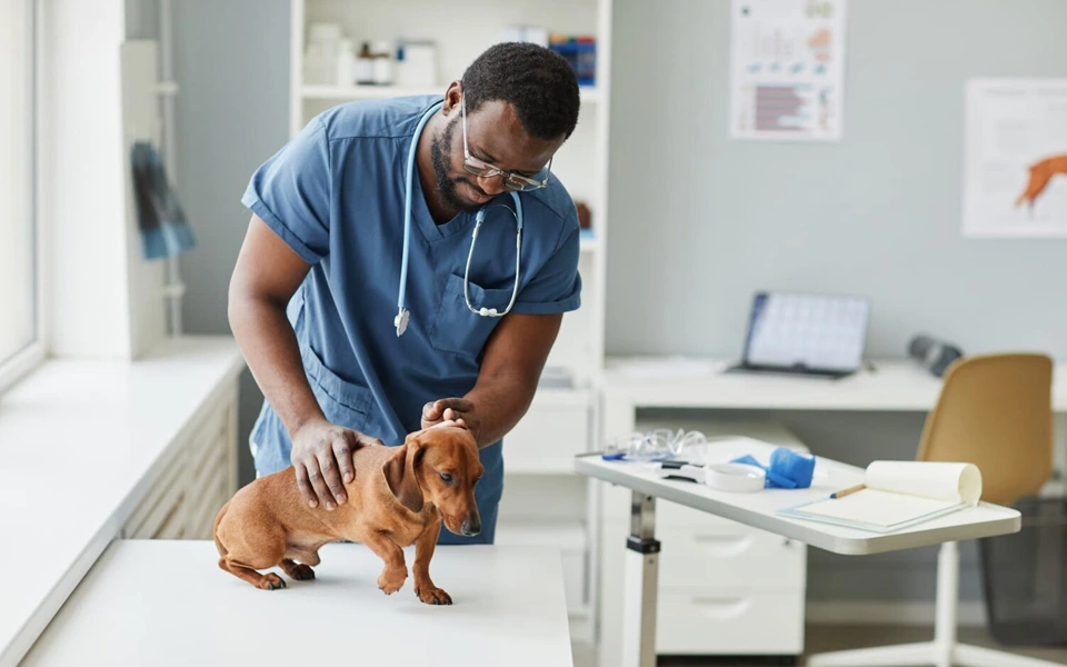 What pet owners should expect from insurance plans regarding routine care and vaccinations.