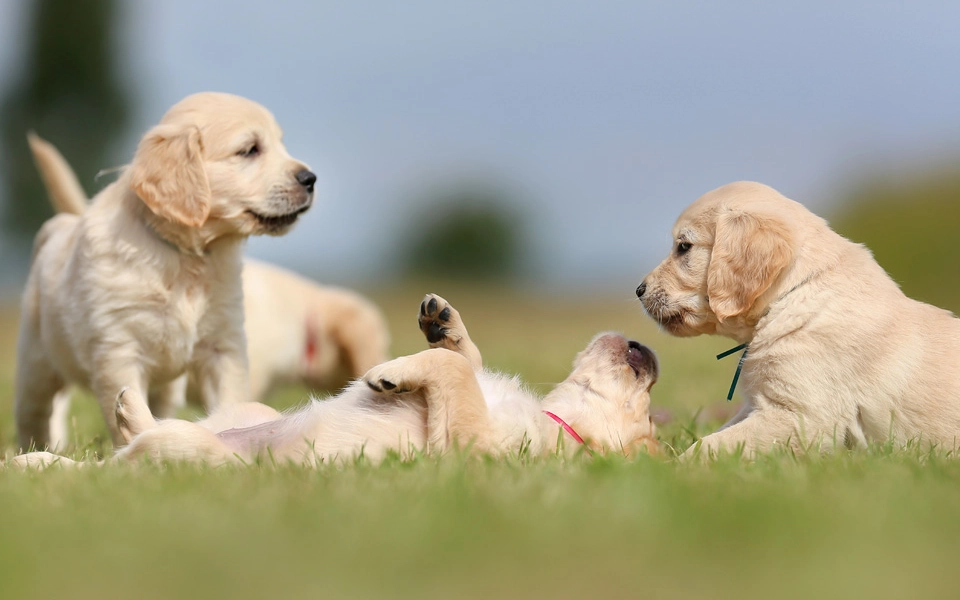 Differences in needs and care between puppies and senior pets