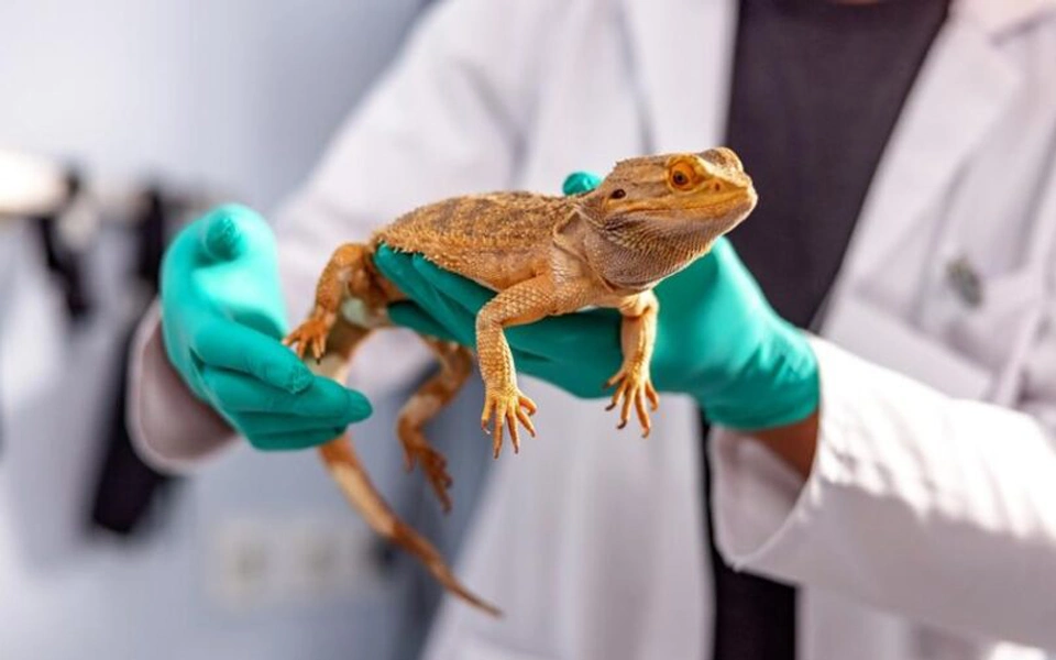 Tips for choosing the best exotic pet insurance in the UAE, including coverage, cost, and vet access