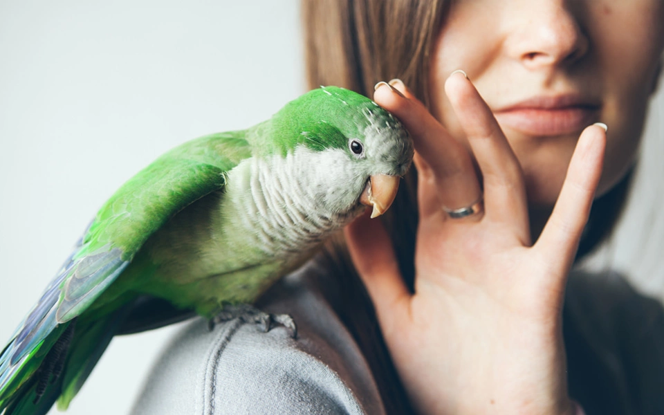 Overview of bird insurance options in Dubai, covering parrots and other exotic birds