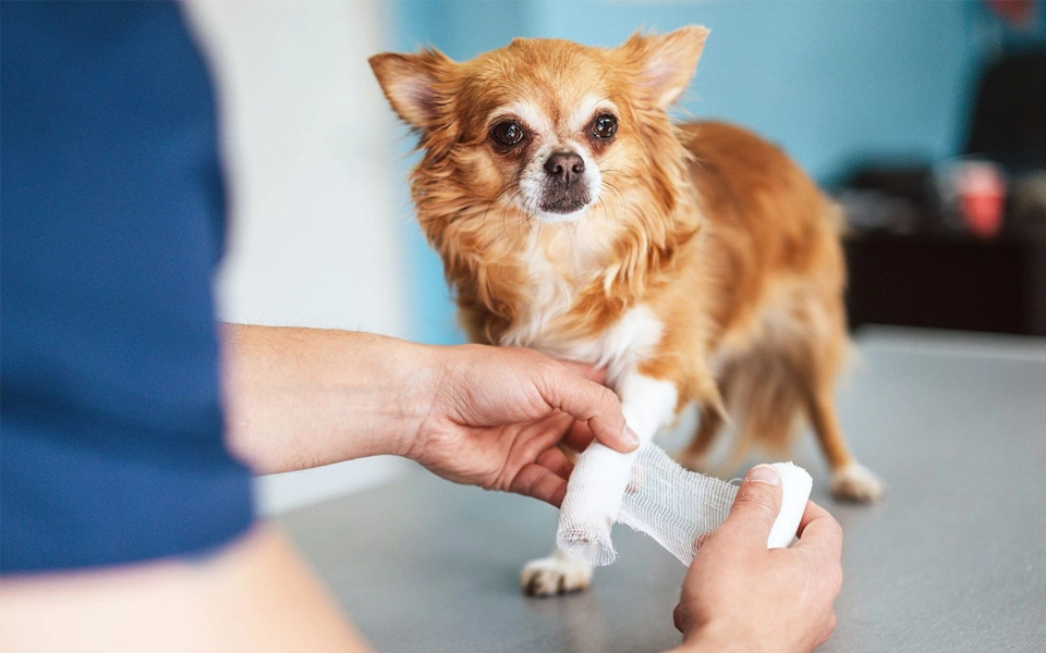 Explains how exotic pet insurance in the UAE covers sudden accidents and unexpected illnesses