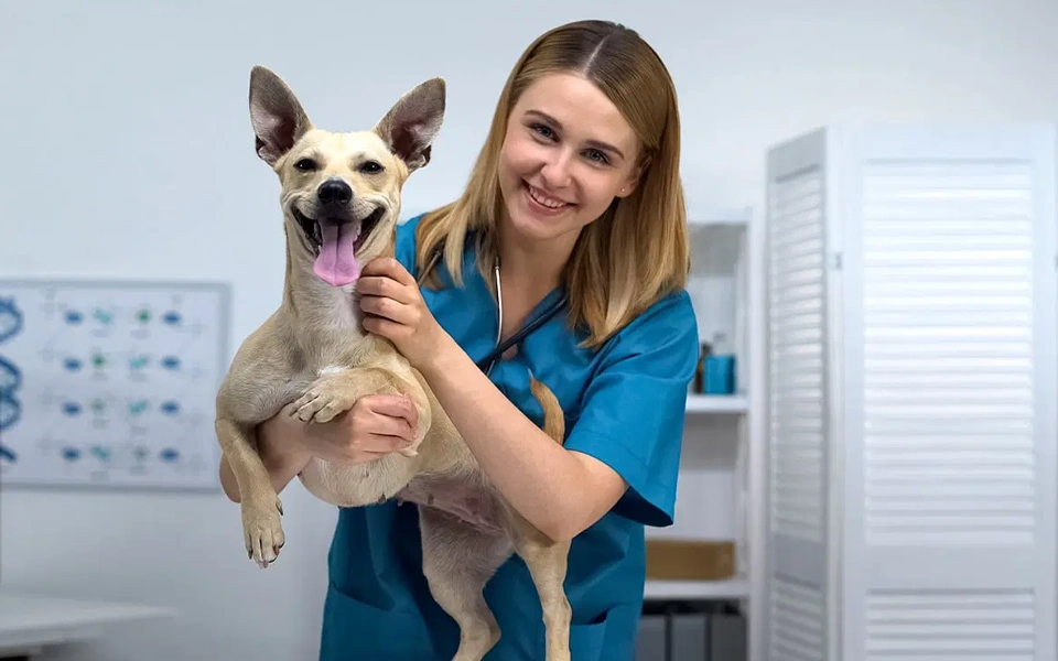 Shows how exotic pet insurance in the UAE helps with access to rare and specialized veterinarians