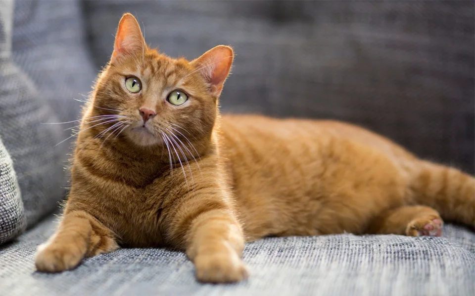 Image of a cat covered by pet insurance in the UAE, illustrating estimated insurance costs