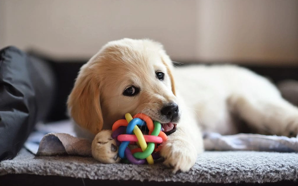 Image of a dog covered by pet insurance in the UAE, illustrating estimated insurance costs