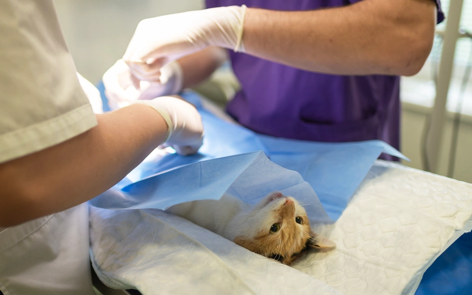 Previous veterinary records or medical history of the pet needed for insurance