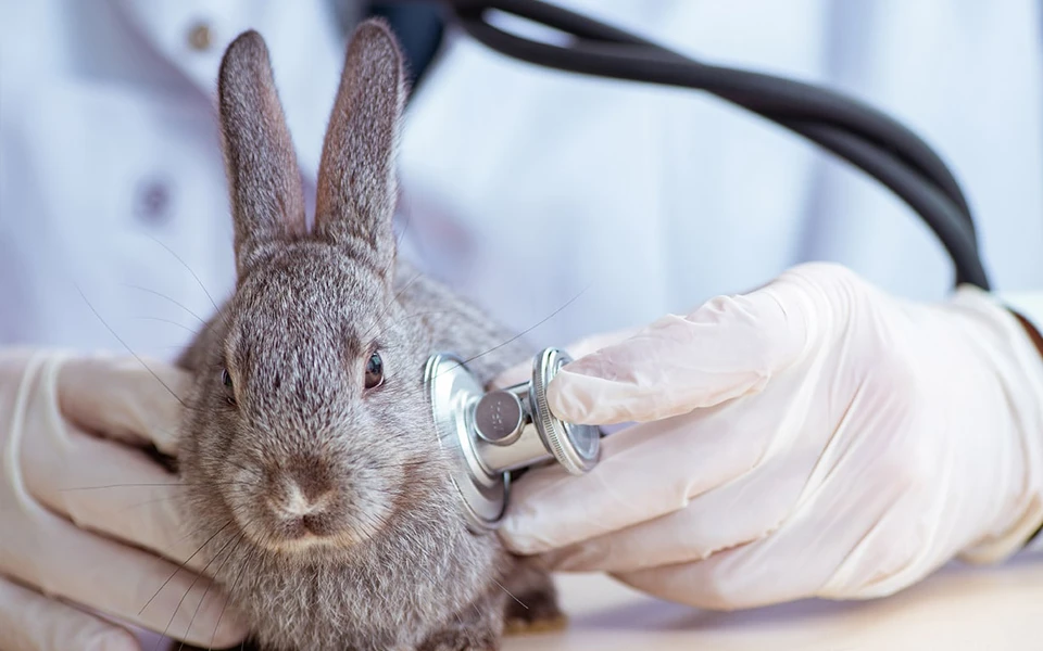 Explains rabbit veterinary insurance, including what it covers and why it’s important for pet owners