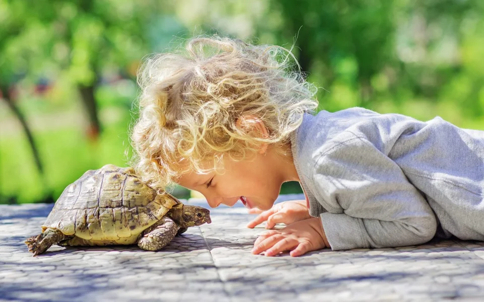 Guide to turtle health insurance in Dubai, covering vet care, treatments, and common health issues