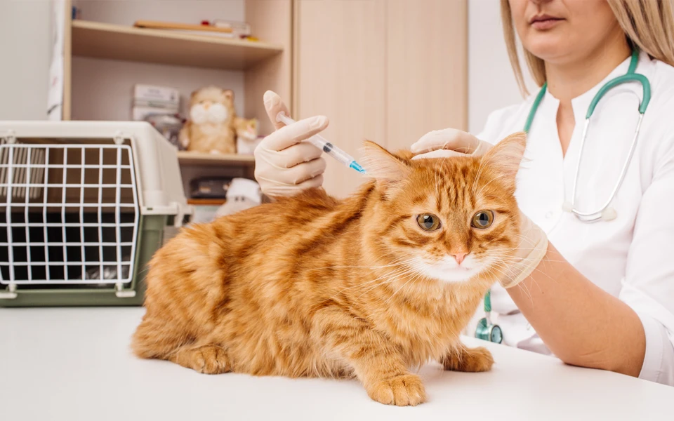 Pet’s vaccination records and microchip information required for insurance approval