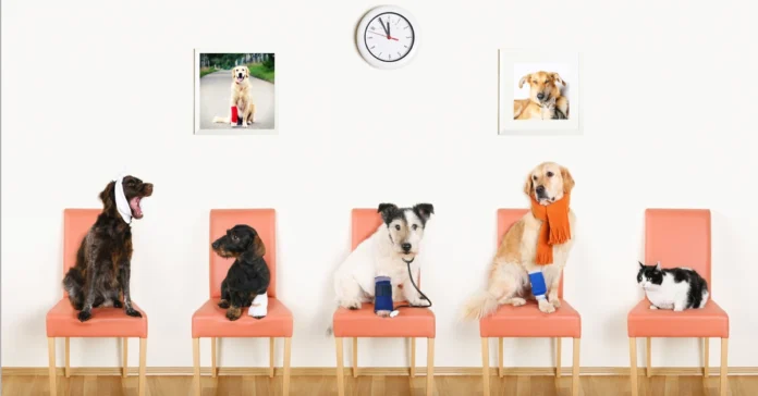 Emergency vet services in Dubai for common summer pet health risks and how insurance can help