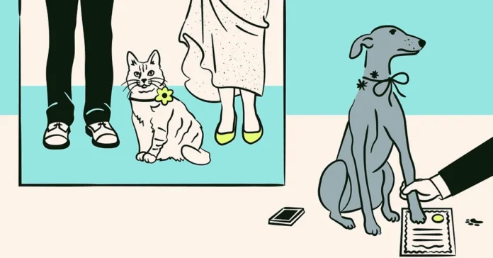 comparing pet care expenses with insurance options in the uae