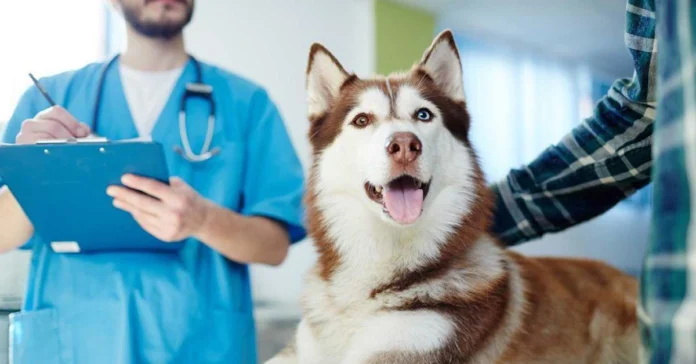 Overview of pet insurance coverage in the UAE, including dental care and surgeries.