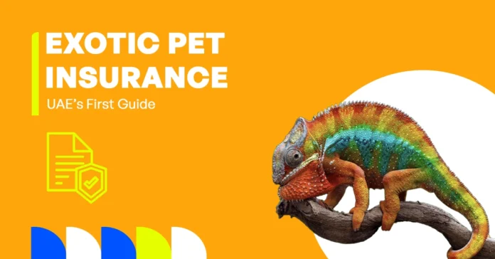 Falcon/parrot/iguana illustration for UAE exotic pet insurance guide