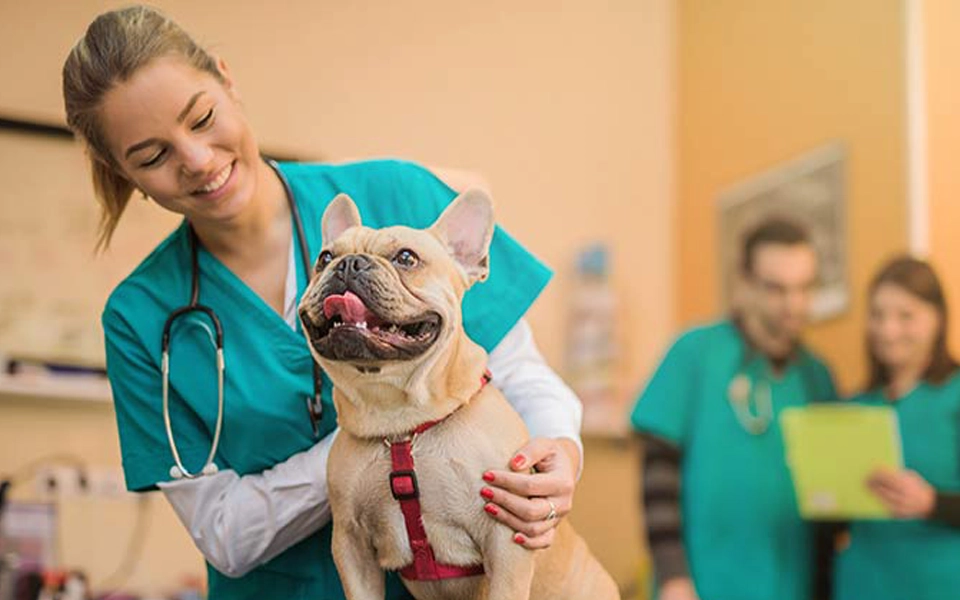 Pet insurance exclusions in UAE