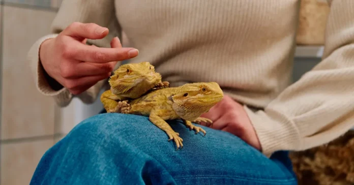 Detailed guide explaining exotic pet insurance options and coverage in the UAE