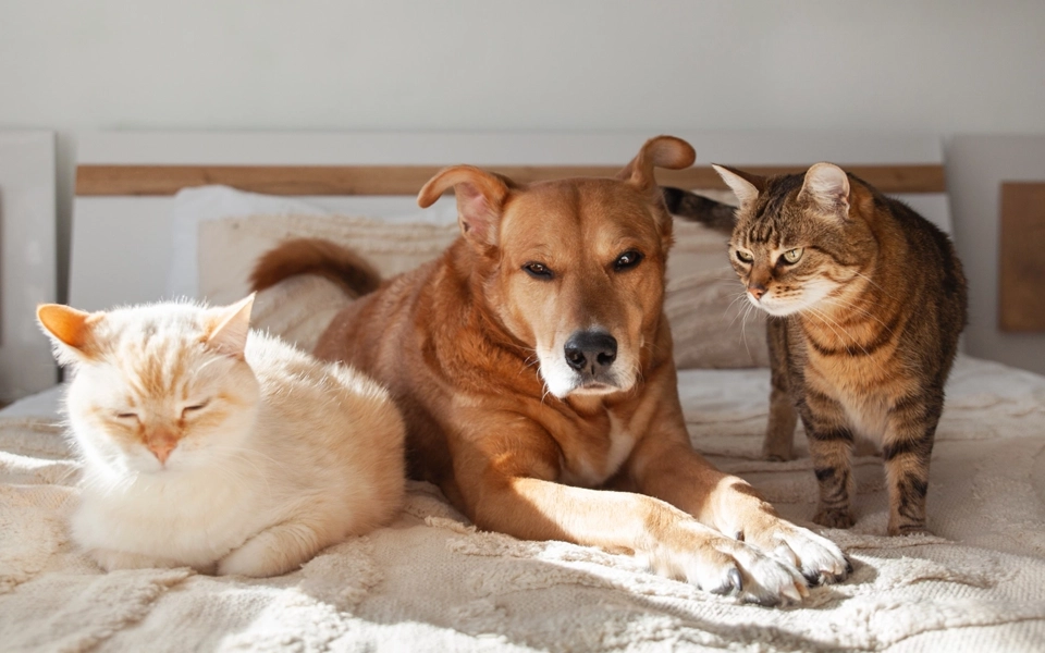 dog and cat at home representing animal welfare and pet owner responsibilities