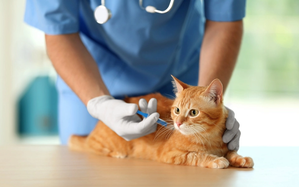 cat receiving essential core vaccination at vet clinic in uae