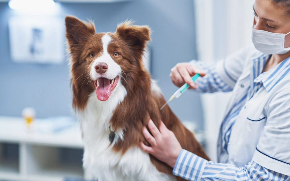 veterinarian giving core vaccination to a dog in uae