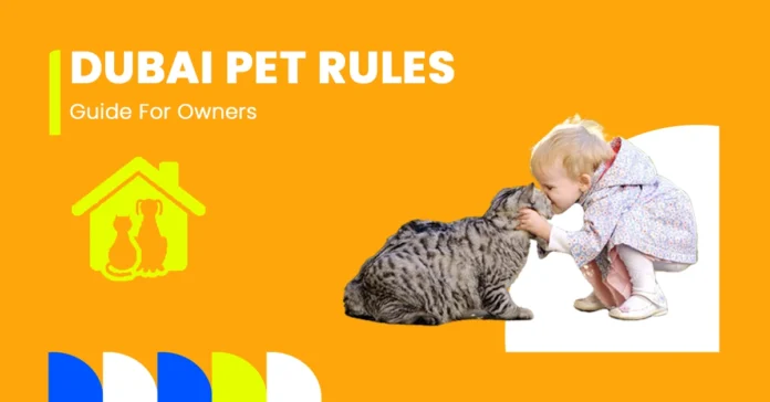 cat being cared for at home under pet rules in dubai