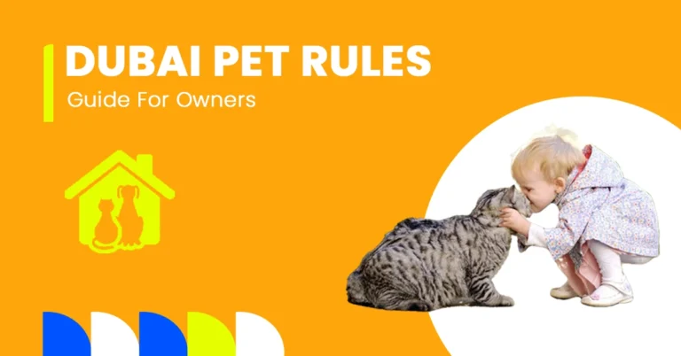 cat being cared for at home under pet rules in dubai