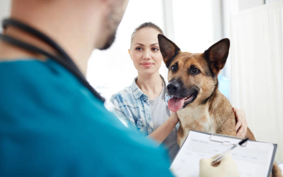 dog at vet clinic with owner reviewing pet insurance claim papers in uae