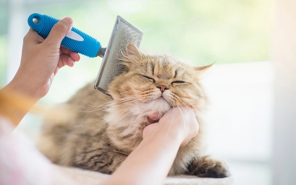 veterinarian providing routine care checkup for a pet insurance cover