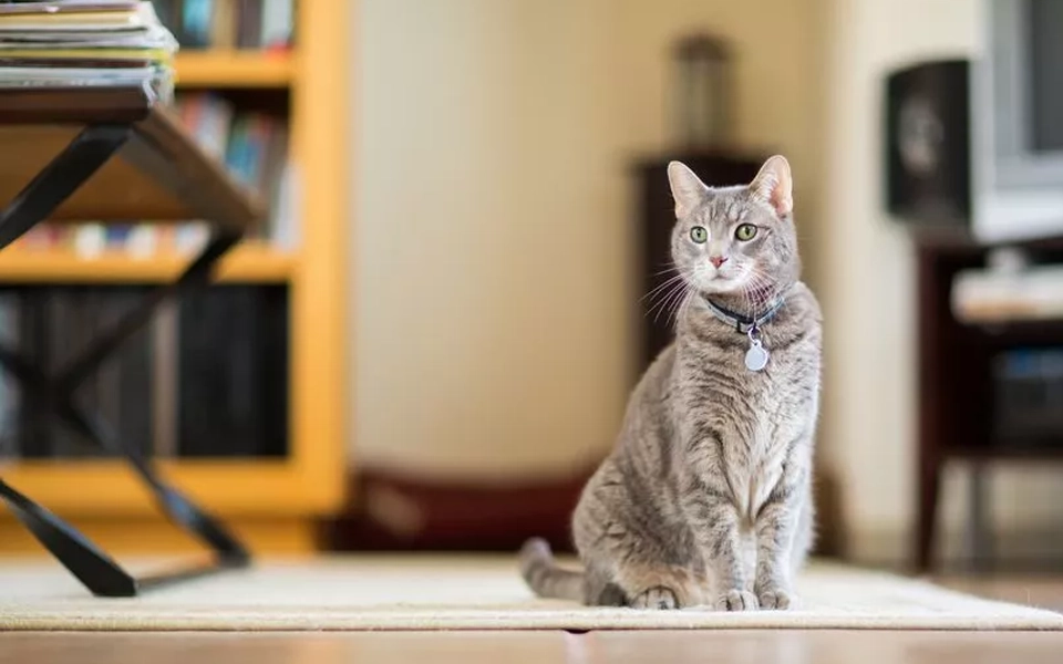 illustration representing useful guidance for choosing the best pet insurance plan