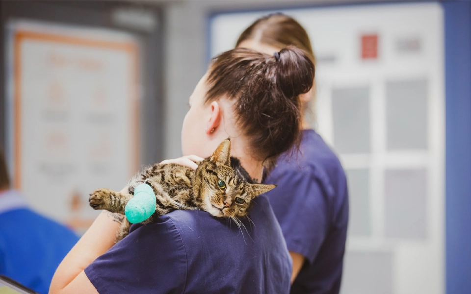 veterinarian examining a pet in a trusted and verified clinic