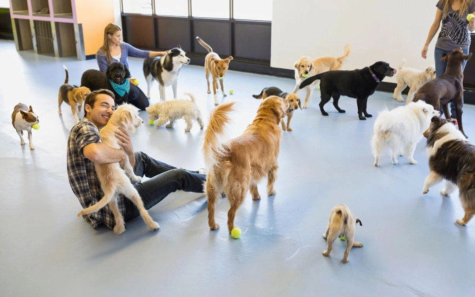 Pet boarding facility in Abu Dhabi showing dogs and cats in safe kennels with caretakers